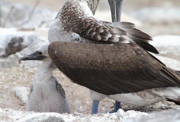 Blue-footed Booby, Isla Española