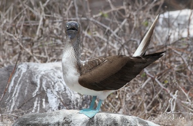 Blue-footed Booby, Isla Española