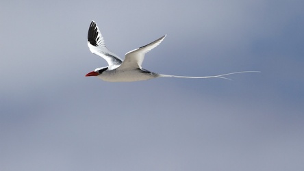 Red-billed Tropicbird, Isla Española