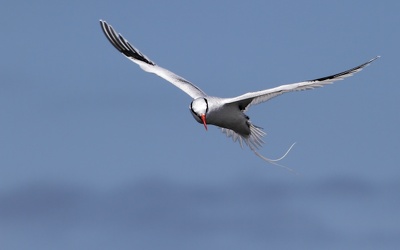Red-billed Tropicbird, Isla Española
