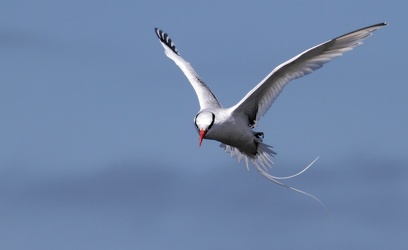 Red-billed Tropicbird, Isla Española