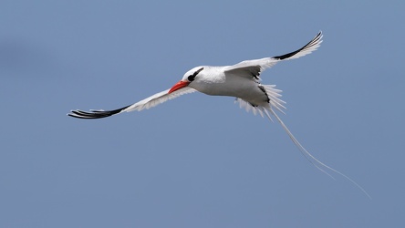 Red-billed Tropicbird, Isla Española
