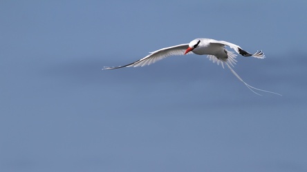 Red-billed Tropicbird, Isla Española