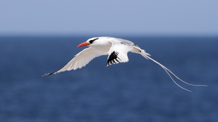 Red-billed Tropicbird, Isla Española
