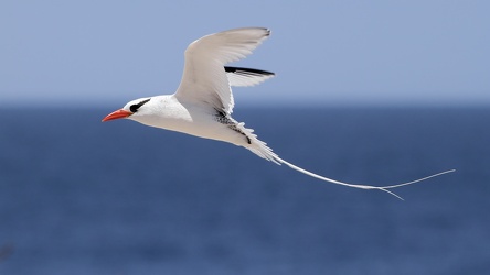 Red-billed Tropicbird, Isla Española