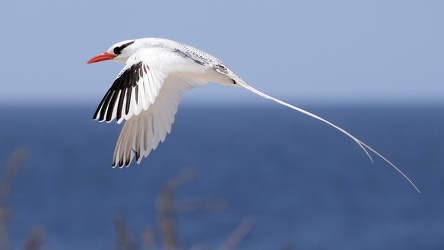 Red-billed Tropicbird, Isla Española