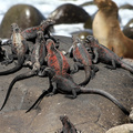 Marine Iguana & Galápagos Sea Lion, Isla Española