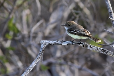 Galápagos Flycatcher, Isla Española