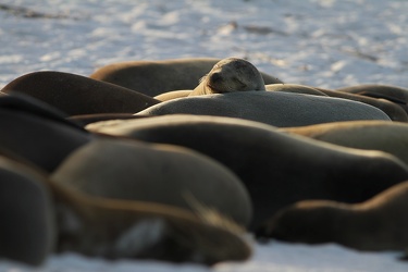 Galápagos Sea Lion, Isla Española