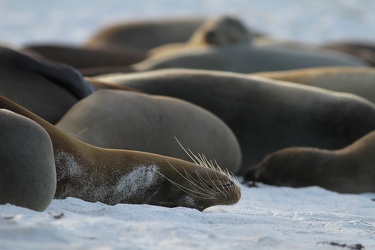 Galápagos Sea Lion, Isla Española