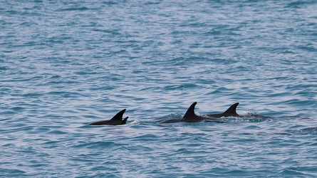 Bottle-nosed Dolphin, San Cristobal waters