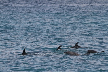 Bottle-nosed Dolphin, San Cristobal waters