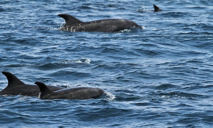 Bottle-nosed Dolphin, San Cristobal waters