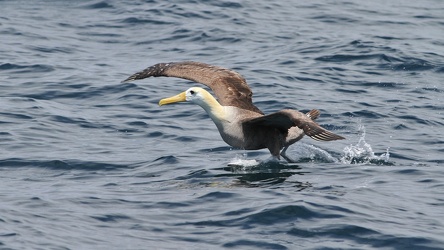 Waved Albatross, San Cristobal waters