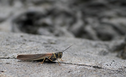 Large Painted Locust, Isla Santiago