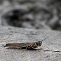 Large Painted Locust, Isla Santiago