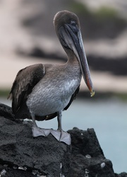 Brown Pelican, Isla Bartolomé
