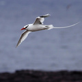 Red-billed Tropicbird, Isla Genovesa