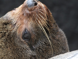 Galápagos Fur Seal, Isla Genovesa