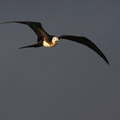 Great Frigatebird, Isla Genovesa