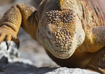 Land Iguana, Plaza Sur