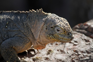 Land Iguana, Plaza Sur