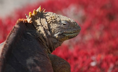 Land Iguana, Plaza Sur