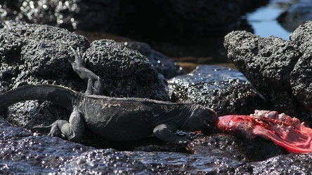 Marine Iguana, Plaza Sur