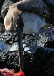Brown Pelican, Plaza Sur