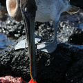 Brown Pelican, Plaza Sur