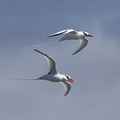 Red-billed Tropicbird, Plaza Sur