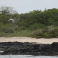Elegant Tern, Las Bachas, Santa Cruz