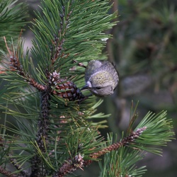 Lille Korsnæb, Østerild Klitplantage