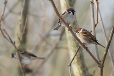 Skovspurve