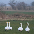 Pibesvaner