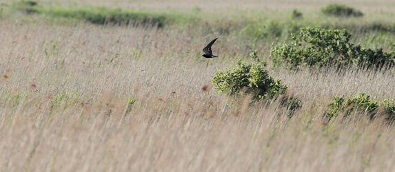 Sortterne, Han Vejle