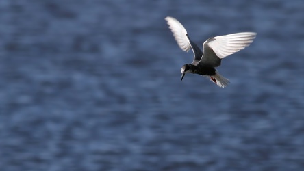 Sortterne, Han Vejle