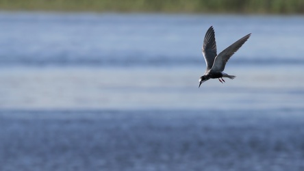 Sortterne, Han Vejle