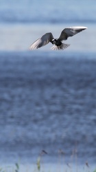 Sortterne, Han Vejle