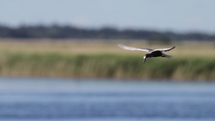 Sortterne, Han Vejle