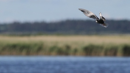 Sortterne, Han Vejle