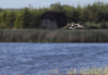 Sortterne, Han Vejle