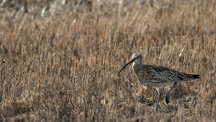 Stor Regnspove, Lønnerup Fjord