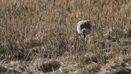 Stor Regnspove, Lønnerup Fjord