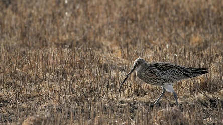 Stor Regnspove, Lønnerup Fjord