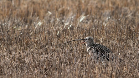 Stor Regnspove, Lønnerup Fjord