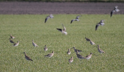 Store Regnspover, Lønnerup Fjord