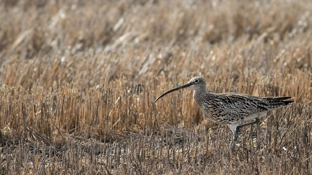 Stor Regnspove, Lønnerup Fjord