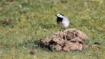 Hvid Vipstjert på kokasse
