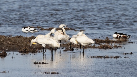 Skestorke, Klyder, Skeænder